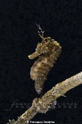 Seahorse with Skeleton shrimp by Francesco Pacienza 